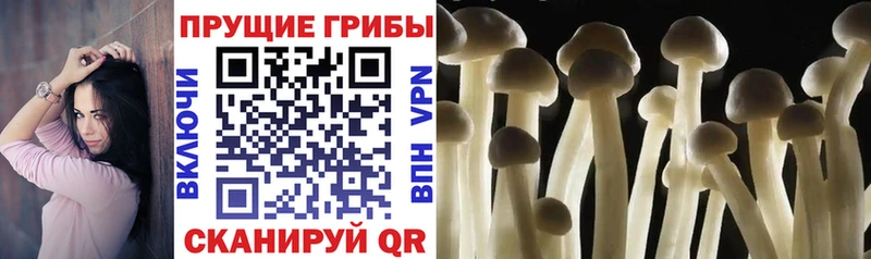 Псилоцибиновые грибы Psilocybine cubensis  купить  сайты  Таруса 